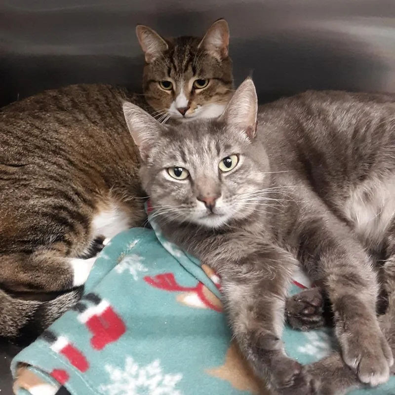 An adult large-sized female Brown / Chocolate Domestic Short Hair cat named Hermione for adoption in Spokane, WA