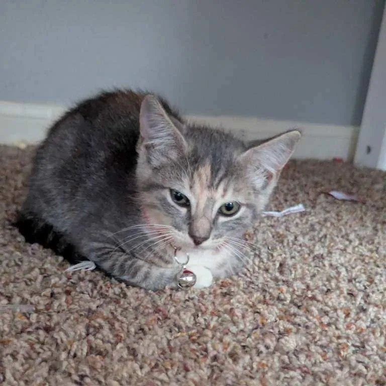 A baby small-sized female Gray / Blue / Silver Domestic Short Hair cat named Gemma for adoption in Webster, TX