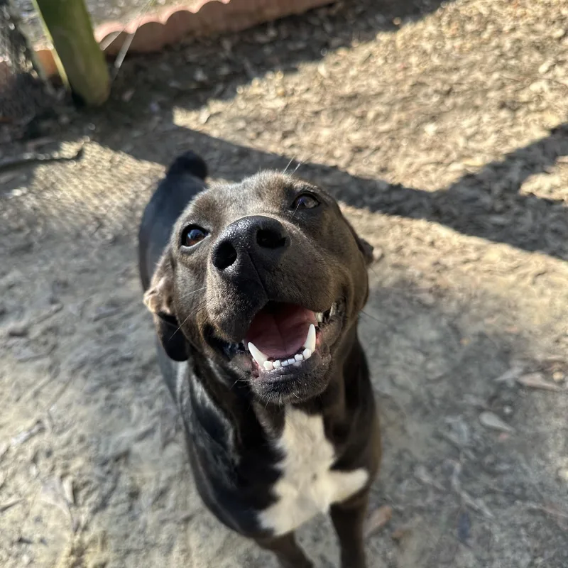 An adult medium-sized female Labrador Retriever dog named Cypress for adoption in Ruston, LA