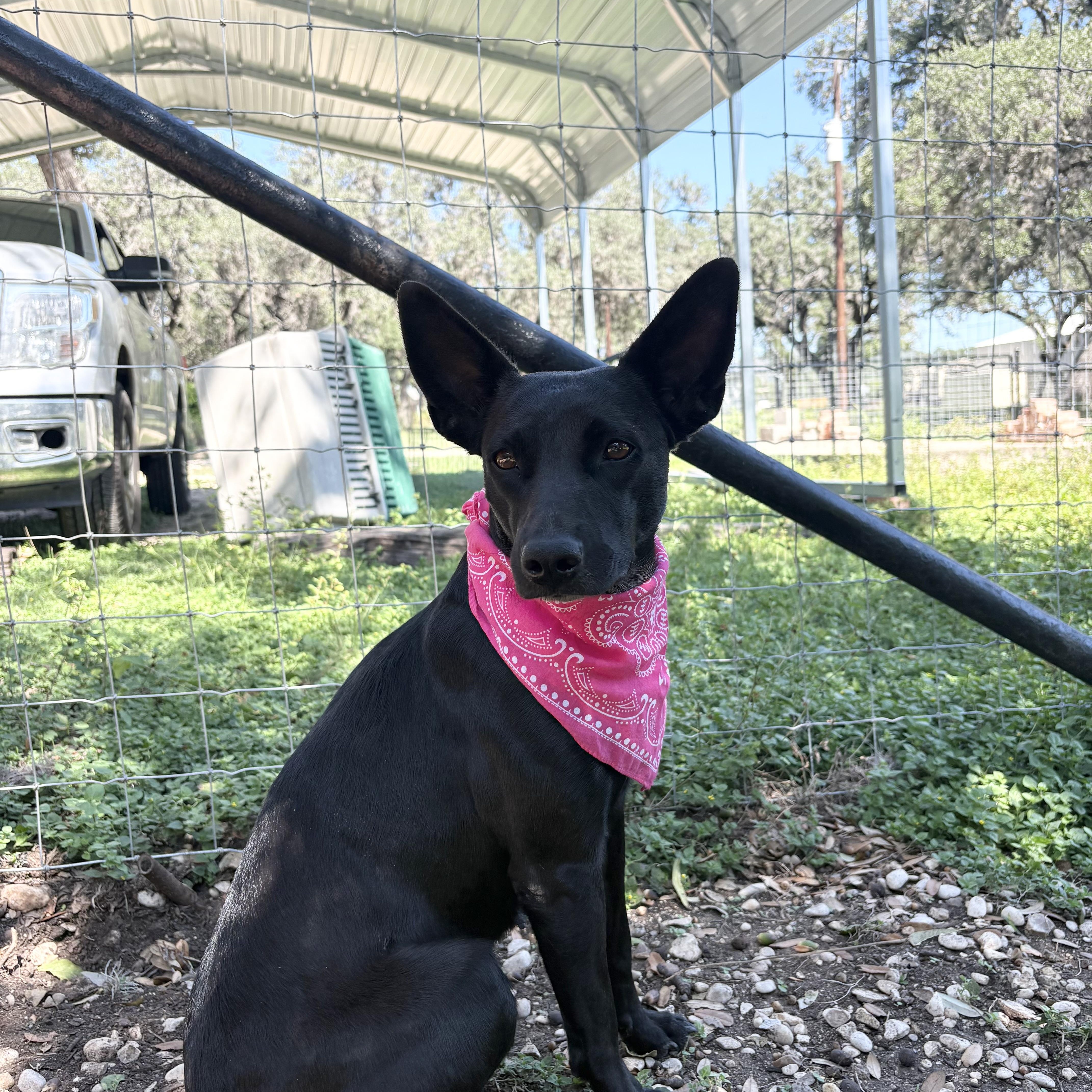 A young medium-sized female Labrador Retriever dog named Raven for adoption in Boerne, TX