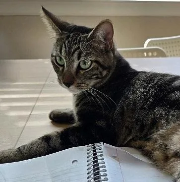 A young medium-sized male Domestic Short Hair cat named Jasper for adoption in Denton, TX