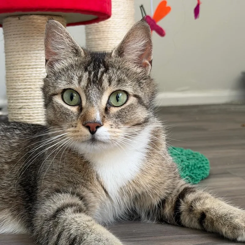 An adult medium-sized female Brown / Chocolate Domestic Short Hair cat named Gemma for adoption in Birdsboro, PA