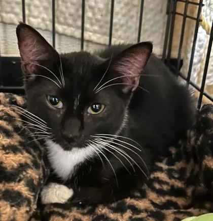 A young small-sized female Domestic Short Hair cat named Midnight for adoption in Phoenix, AZ
