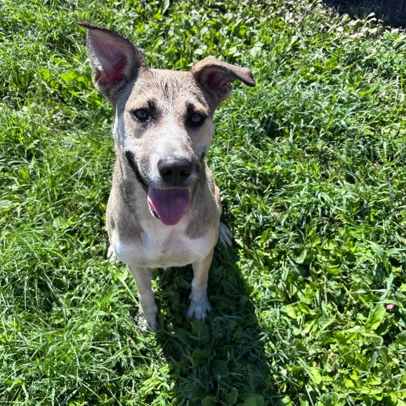 An adult small-sized female German Shepherd Dog dog named Lady for adoption in Rock Falls, IL
