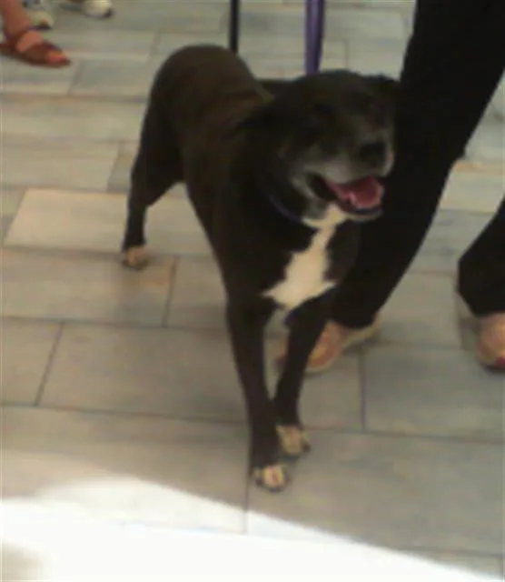 An adult medium-sized male Mixed Breed dog named Rocco for adoption in Charlotte, NC