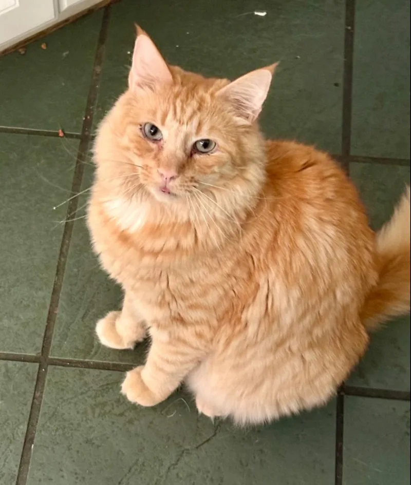 Creamsicle