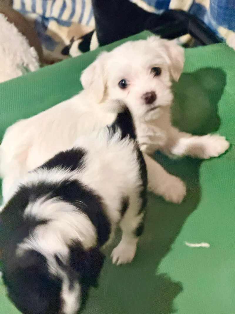 A baby small-sized female Shih Tzu dog named Honey Bun for adoption in West Richland, WA