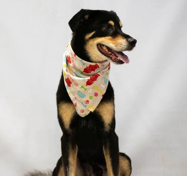 An adult medium-sized male Black Rottweiler dog named Rascal for adoption in Sanford, FL