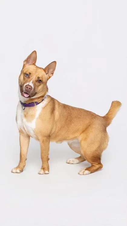 A young large-sized female Mixed Breed dog named Sable for adoption in Atlanta, GA