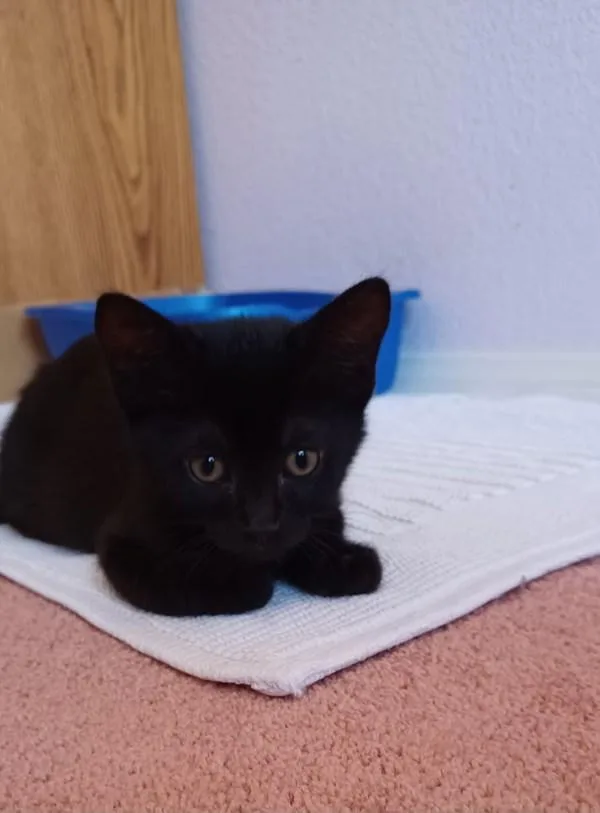 A baby small-sized male Domestic Short Hair cat named Hermes for adoption in Bonsall, CA