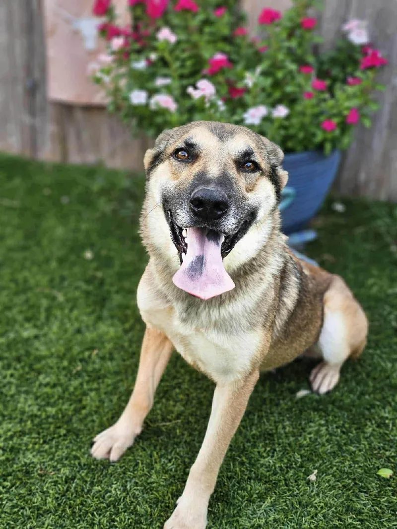 Hestis Gs thumbnail 3