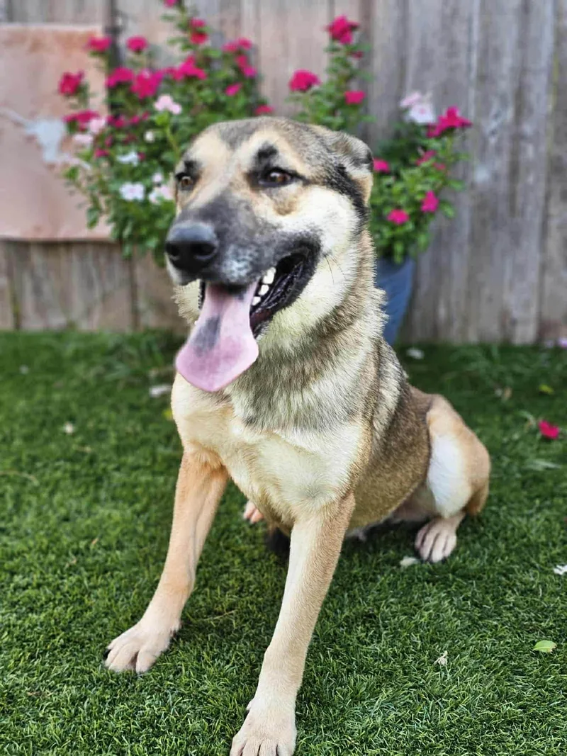 Hestis Gs thumbnail 5