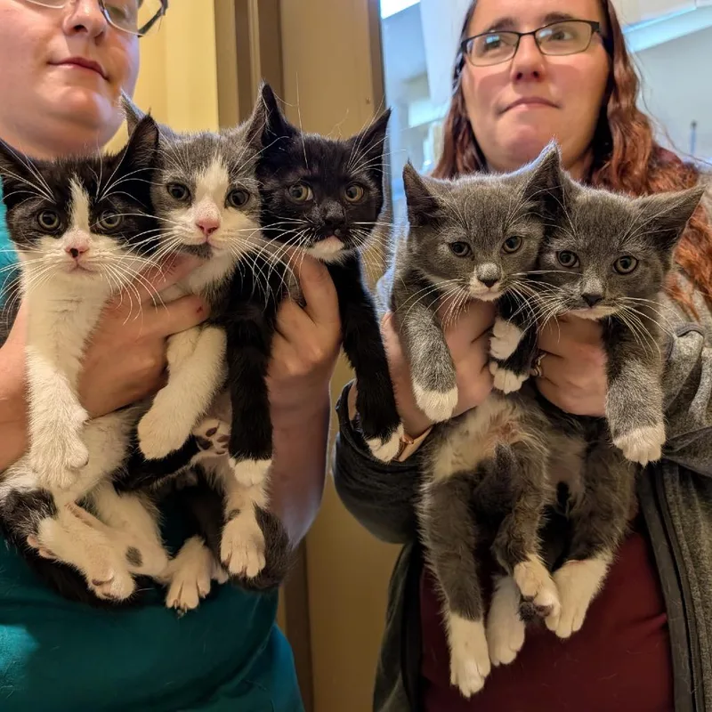 A baby small-sized male Gray / Blue / Silver Domestic Short Hair cat named Bobby for adoption in Potomac, MD