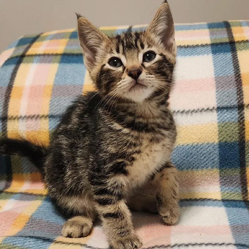 A baby medium-sized male Tabby (Brown / Chocolate) Domestic Short Hair cat named Cypress for adoption in Graham, WA