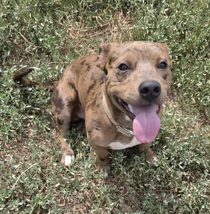 A young medium-sized male Tricolor (Brown, Black, & White) Dachshund dog named Dobby for adoption in Oklahoma City, OK