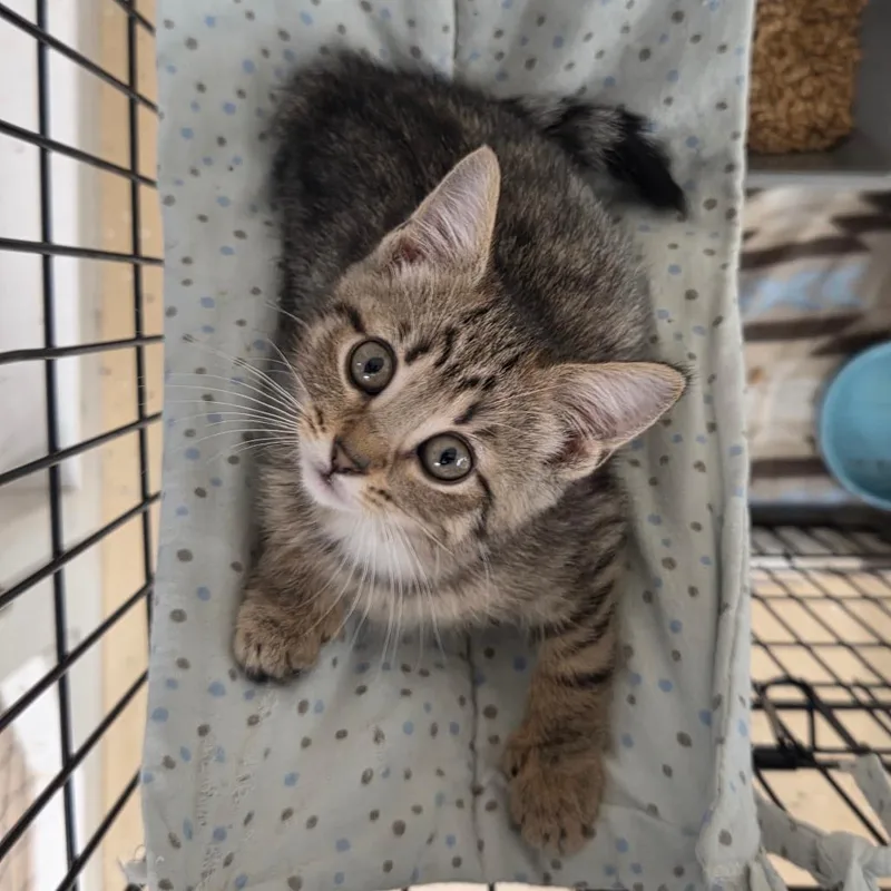 A baby small-sized female Black Domestic Short Hair cat named Spay for adoption in Newport, TN