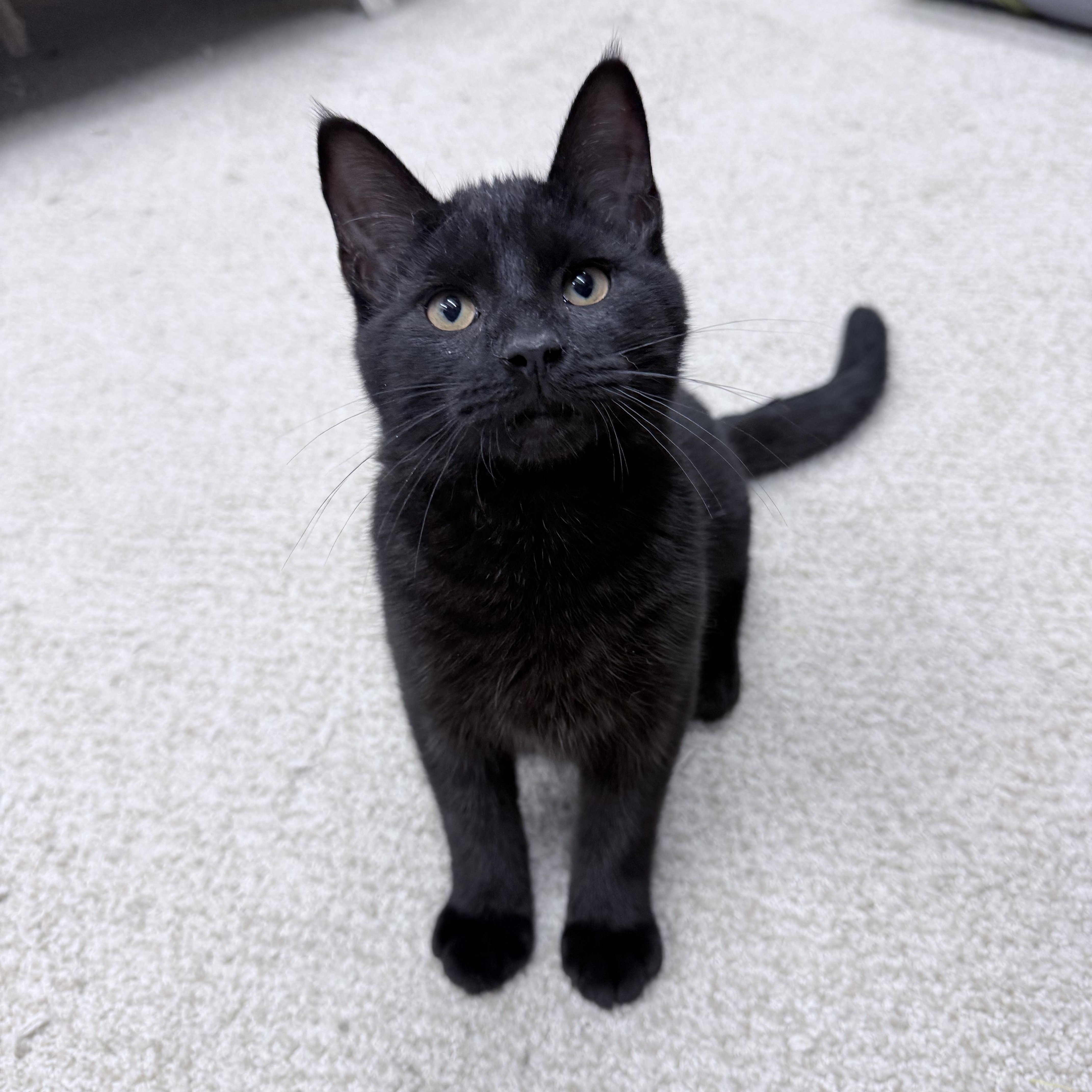 A young medium-sized male Black American Shorthair cat named Rico for adoption in Philadelphia, PA