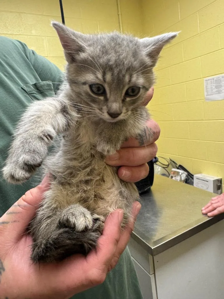 A baby small-sized female Domestic Short Hair cat named Moana for adoption in Crossville, TN