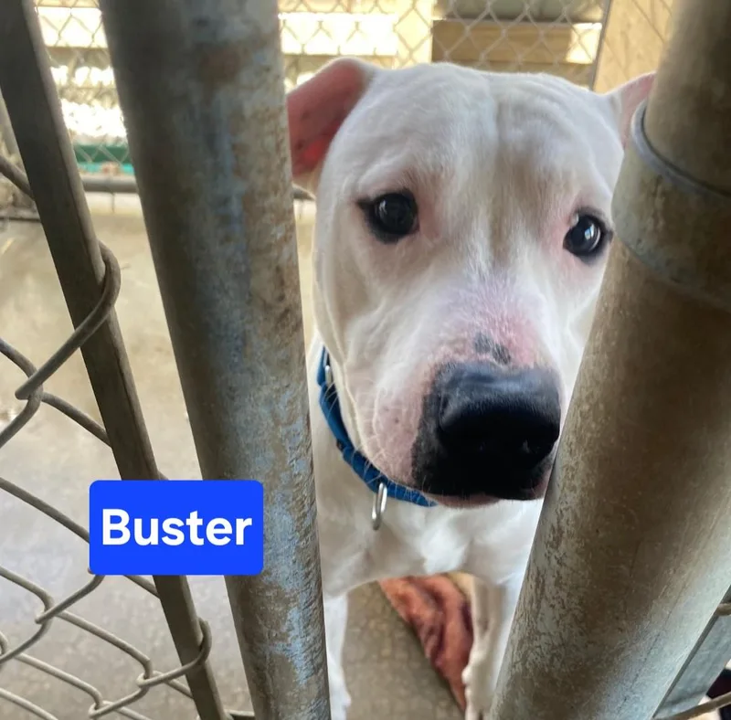 A young medium-sized male White / Cream Hound dog named Buster for adoption in Clinton, MO
