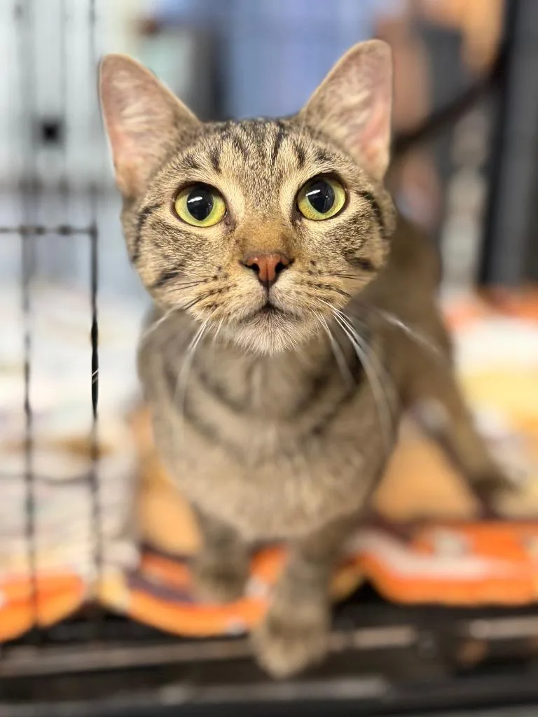 A young medium-sized female Domestic Short Hair cat named Marylou for adoption in Lockhart, TX