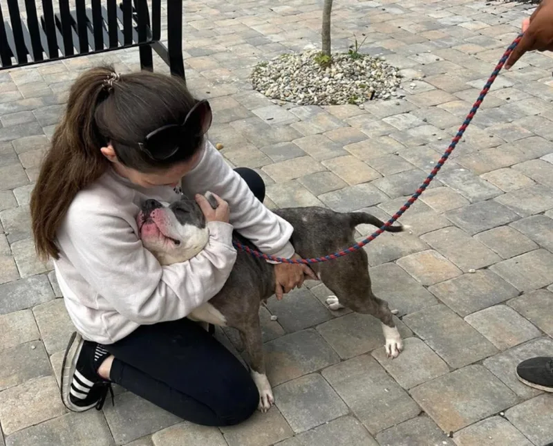 A young small-sized female Mixed Breed dog named Piglette for adoption in Cincinnati, OH