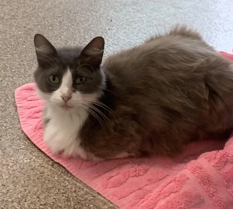 An adult medium-sized female Gray & White Domestic Medium Hair cat named Meme for adoption in Sanford, FL