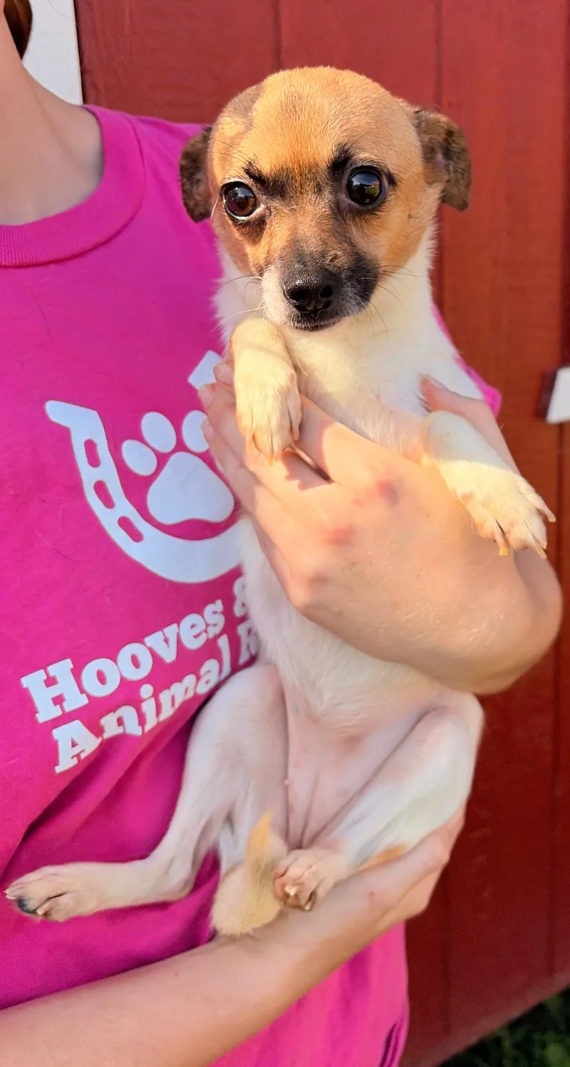 An adult small-sized female Chihuahua dog named Dorothy for adoption in Louisa, VA