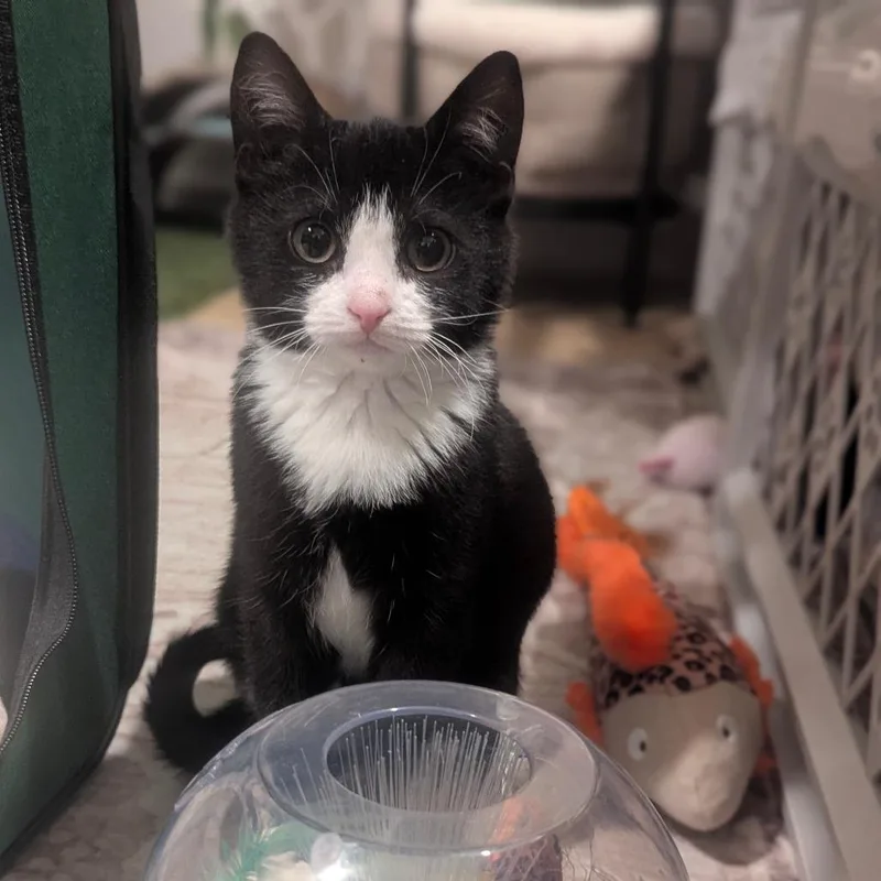 A baby small-sized female Black Domestic Short Hair cat named Snap for adoption in Reisterstown, MD