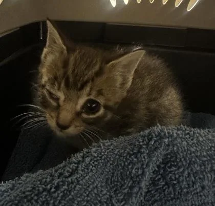 A baby small-sized male Domestic Short Hair cat named Alfie for adoption in Palm Coast, FL
