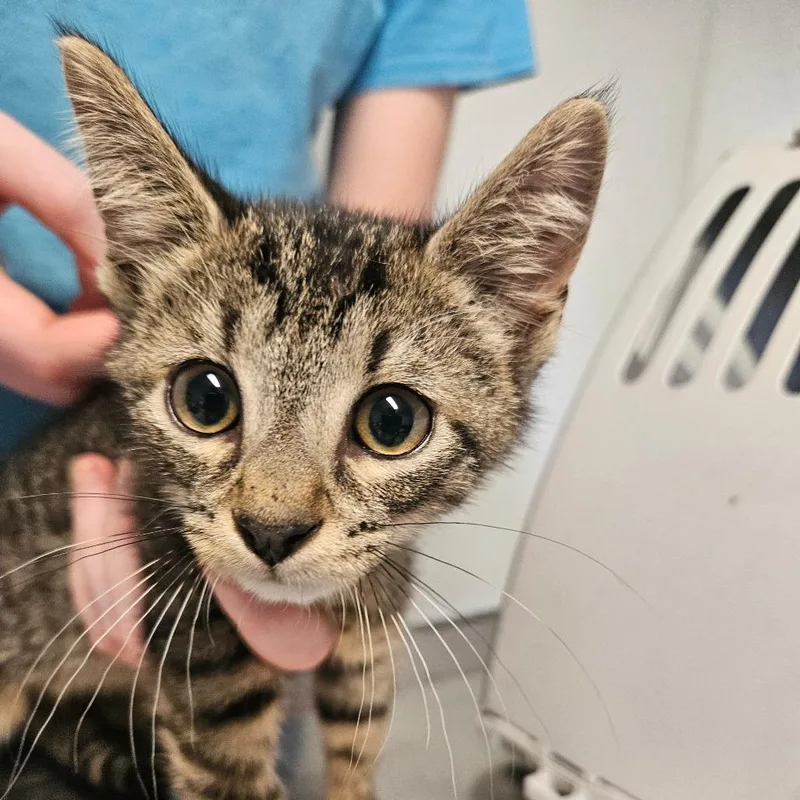 A baby small-sized male Gray / Blue / Silver Domestic Short Hair cat named Roller for adoption in Hattiesburg, MS