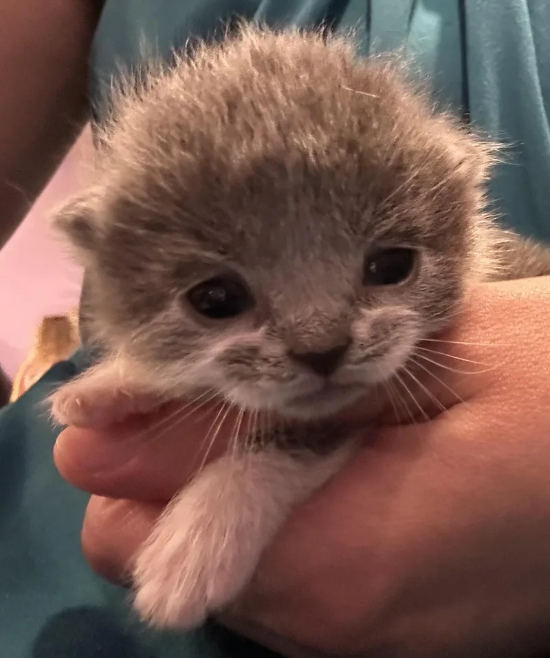 A baby medium-sized female Gray & White Domestic Short Hair cat named Otter for adoption in Ontario, NY
