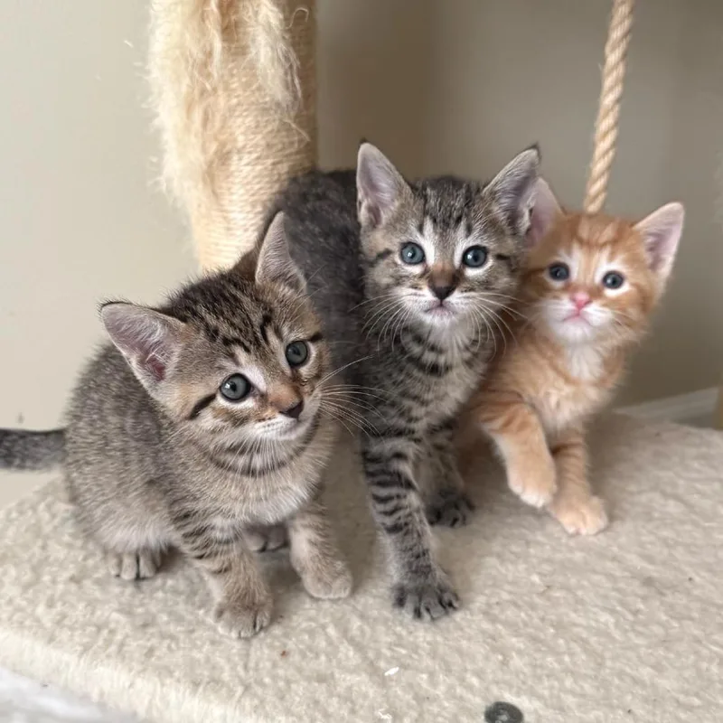 A baby small-sized female Domestic Short Hair cat named Bonnie for adoption in Cumming, GA