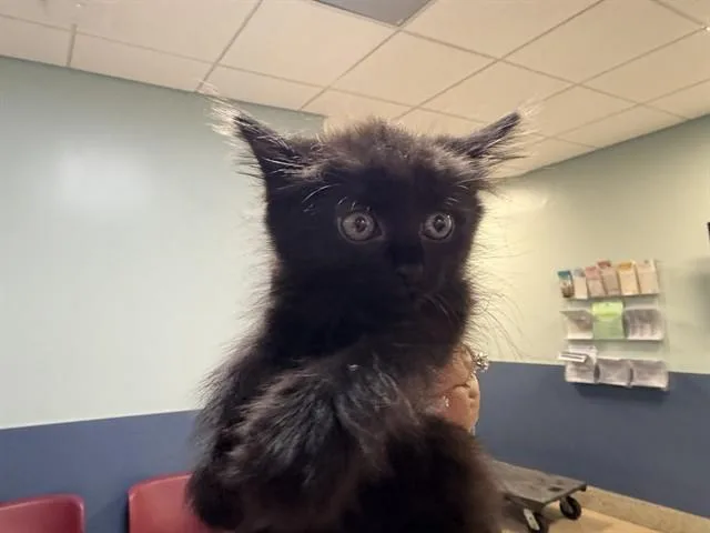 A baby small-sized female Domestic Short Hair cat named Kit Kat for adoption in Miami, FL