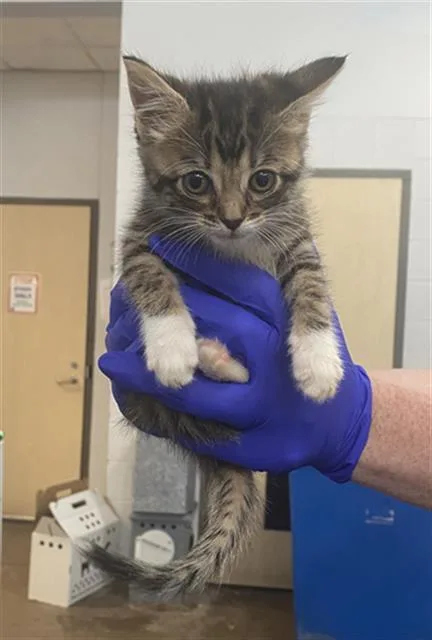A baby small-sized female Domestic Short Hair cat named Lea for adoption in Dallas, TX