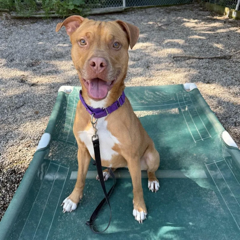 An adult medium-sized female Mixed Breed dog named Darla for adoption in Adrian, MI