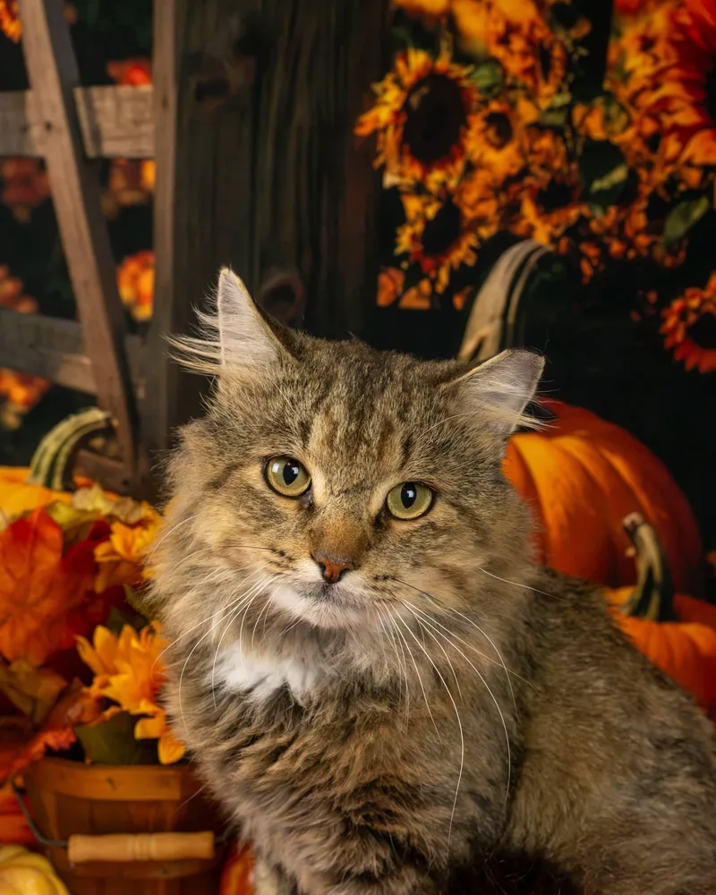 An adult medium-sized male Tabby (Tiger Striped) Domestic Medium Hair cat named Curly for adoption in Lapeer, MI
