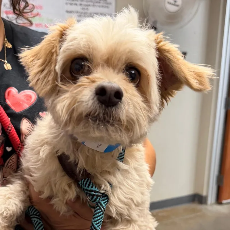 A senior small-sized male Terrier dog named Spencer for adoption in Yuma, AZ