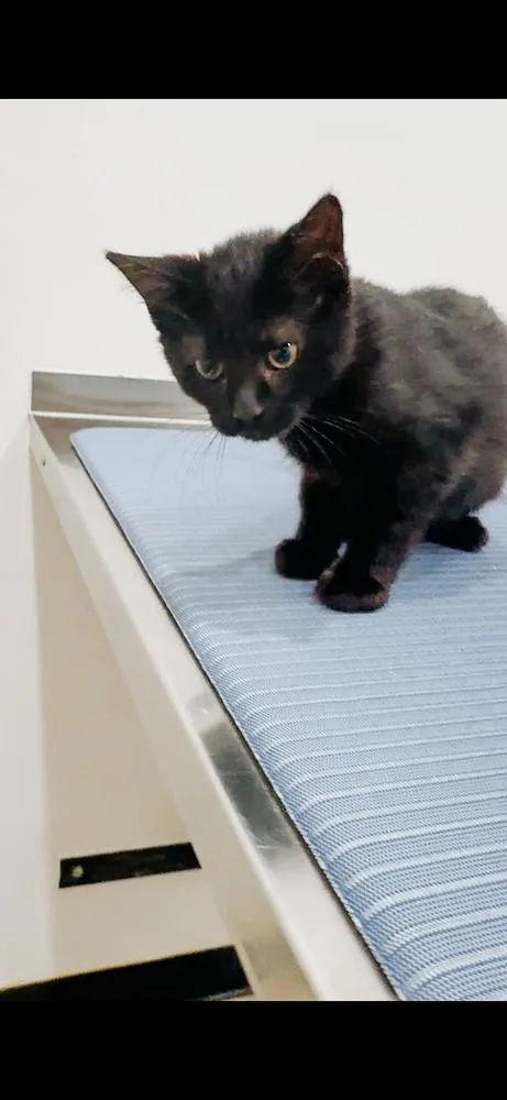 A baby small-sized female Domestic Short Hair cat named Andrea for adoption in Brewster , NY