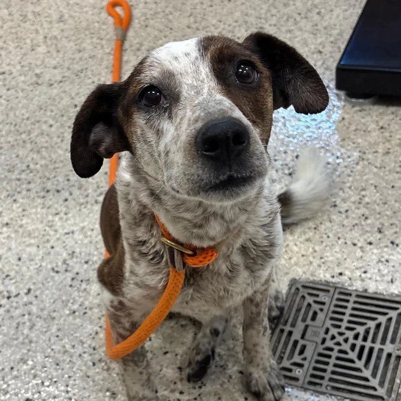 An adult small-sized female White / Cream Mixed Breed dog named Louise for adoption in Nashville, IN