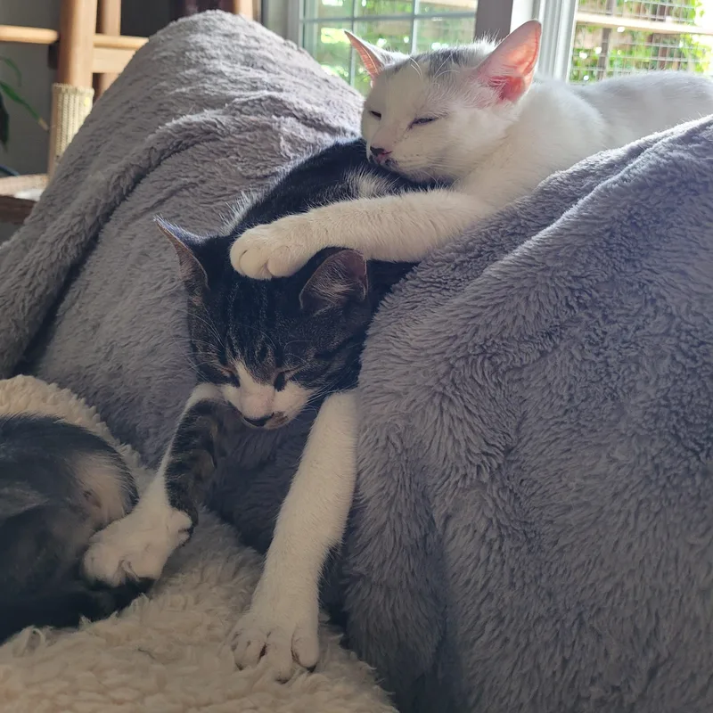 Flurry & Snowcap thumbnail 2