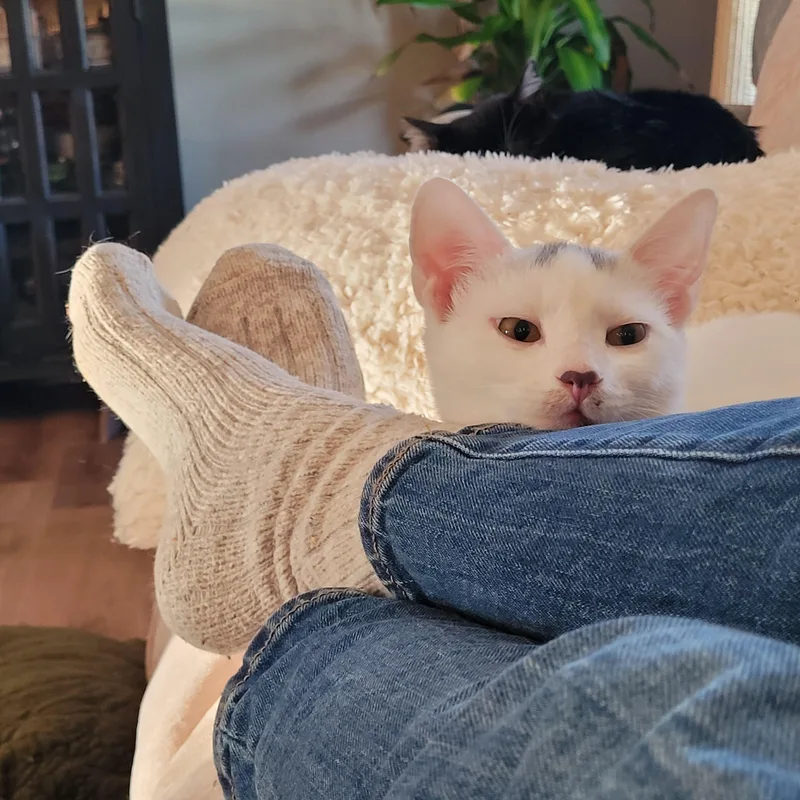 Flurry & Snowcap thumbnail 3