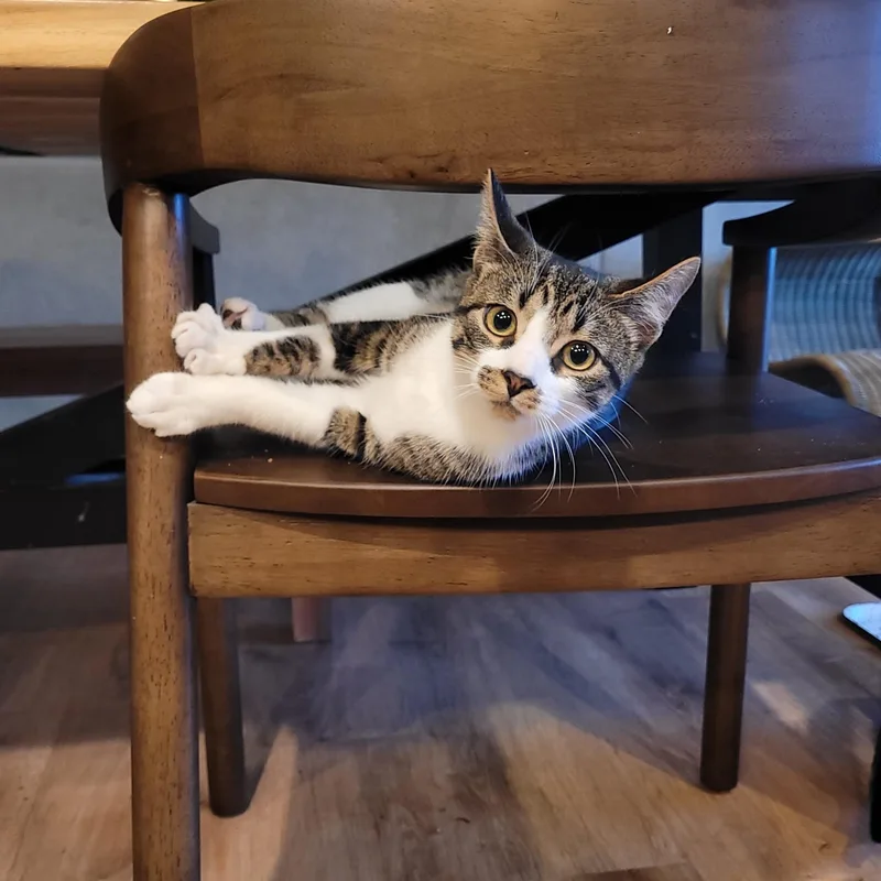 Flurry & Snowcap thumbnail 6