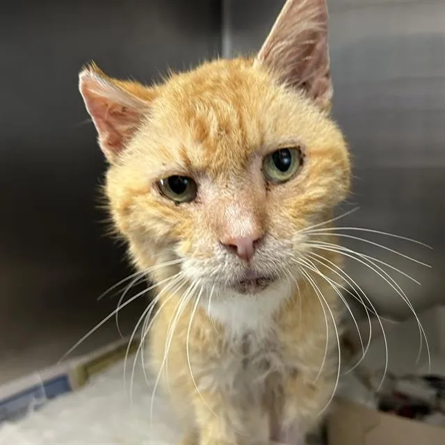 An adult medium-sized male Domestic Short Hair cat named Tang for adoption in San Antonio, TX
