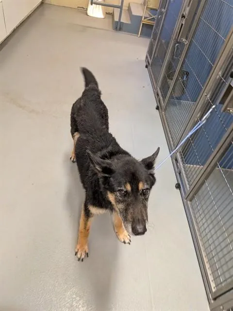 A senior medium-sized male German Shepherd Dog dog named Hugo for adoption in South Lake Tahoe, CA