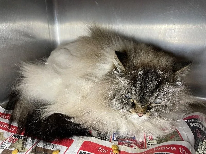 A senior medium-sized male Himalayan cat named Parmesan for adoption in Roanoke, VA