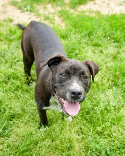 A young medium-sized female Pit Bull Terrier dog named Mocha for adoption in Bowling Green, KY