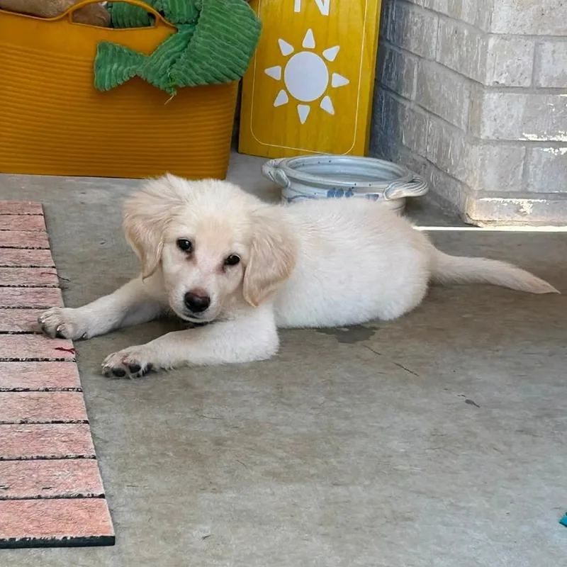 A baby small-sized male Mixed Breed dog named Biscuit for adoption in Little Rock, AR