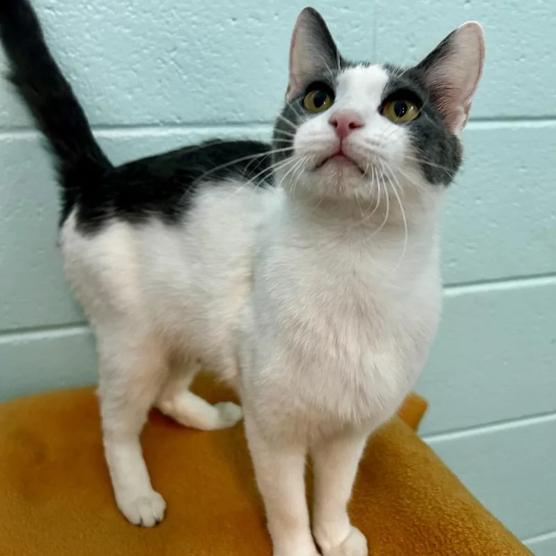 A young small-sized female Gray / Blue / Silver Domestic Short Hair cat named Delulu for adoption in Spruce Pine, NC