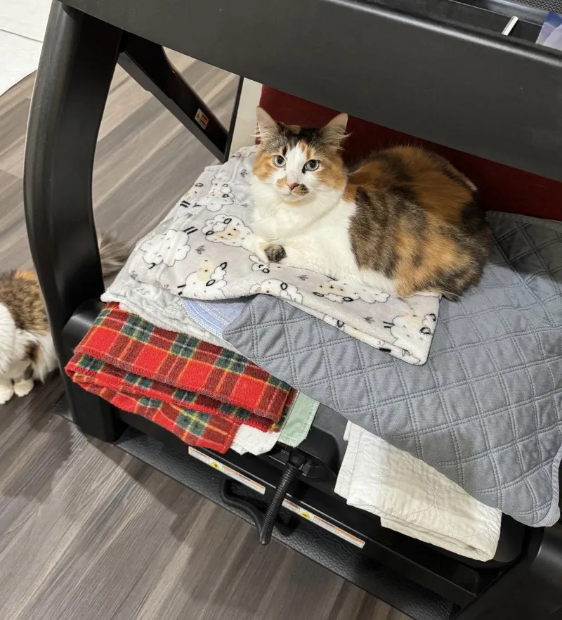 An adult small-sized female Calico cat named Sweetie C Harrell for adoption in Saunderstown, RI
