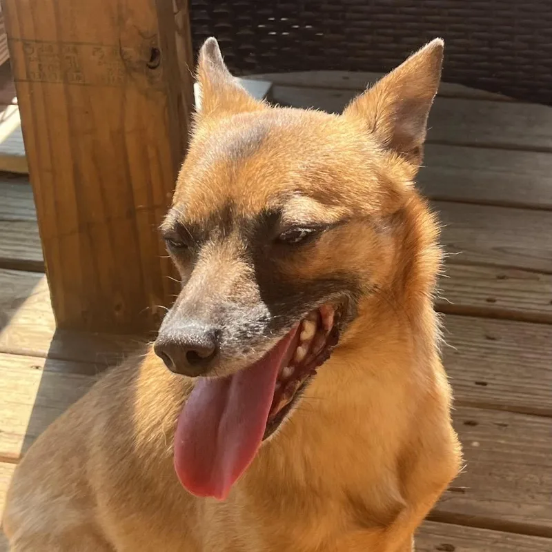 An adult small-sized female Brown / Chocolate Terrier dog named Marra for adoption in Cartersville, GA